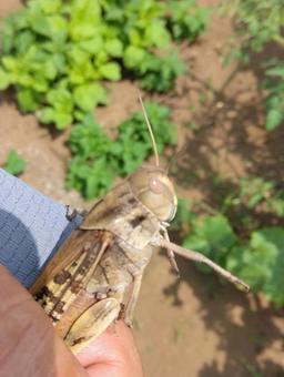 Migratory locust, JPG
