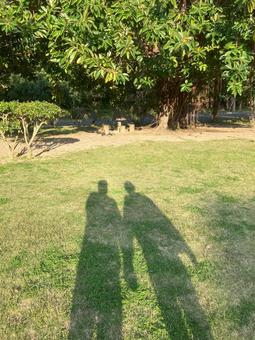 Photo, big trees, huge tree, green, 
