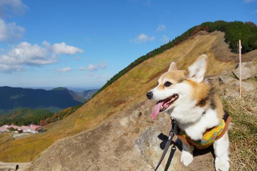 コーギー　曾爾高原 コーギー,曾爾高原,眺望の写真素材