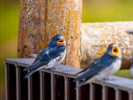 手すりにとまるツバメ 手すりにとまるツバメ ツバメ,燕,野鳥の写真素材