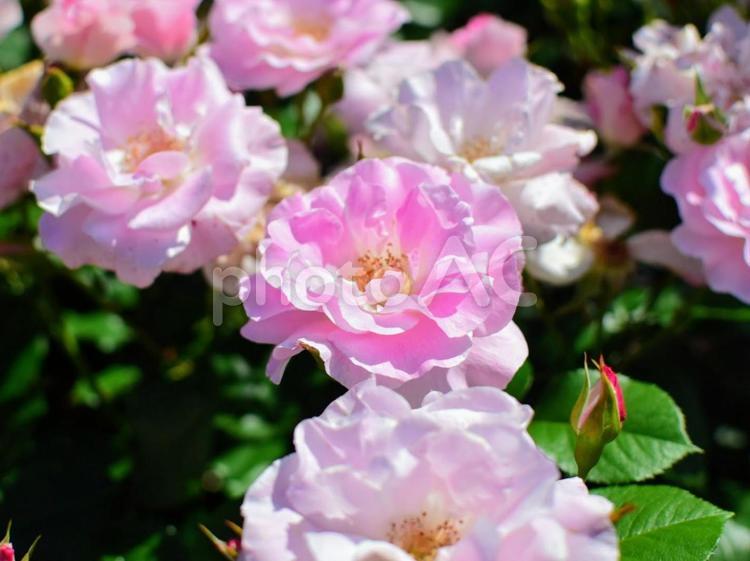 バラ（品種：薄化粧） 薄化粧,薔薇,バラの写真素材