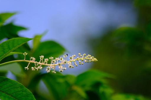 Photo, yoshi yamagonbo, weed, mountain grass, 