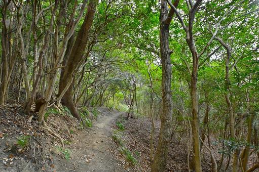 山道 山道の写真