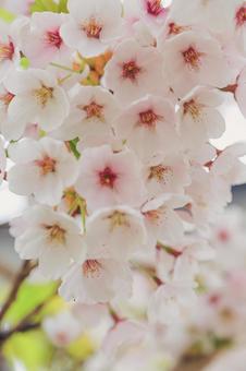北海道の桜 北海道の桜の写真