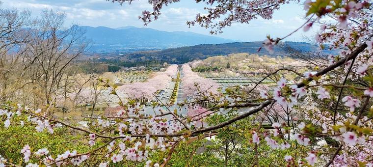 桜並木と春の遠景 桜並木と春の遠景 さくら,桜,春の写真素材