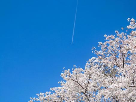 春イメージ〜青空に満開の桜と飛行機雲 春イメージ〜青空に満開の桜と飛行機雲 サクラ,空,飛行機雲の写真素材