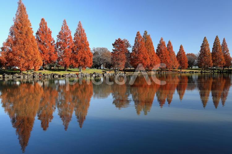 加須はなさき公園のメタセコイア 加須はなさき公園,メタセコイア,メタセコイア並木の写真素材