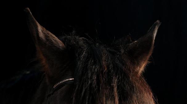 馬耳アップ 馬耳アップ 馬,アップ,耳の写真素材