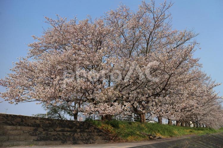 桜並木 さくら,桜並木,春の写真素材