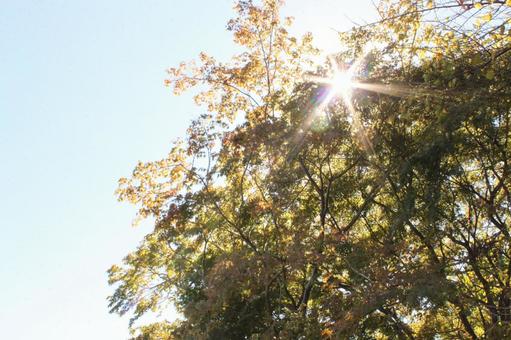 秋の木々　キラリンの写真