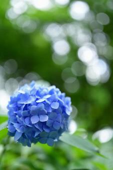 Hydrangea in the sunlight, JPG Hydrangea in the sunlight, JPG