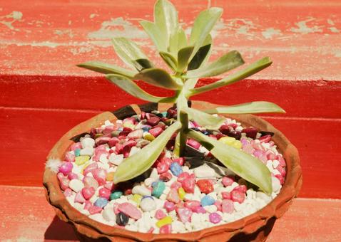 観葉植物　2 観葉植物,ガーデニング,グリーンインテリアの写真素材