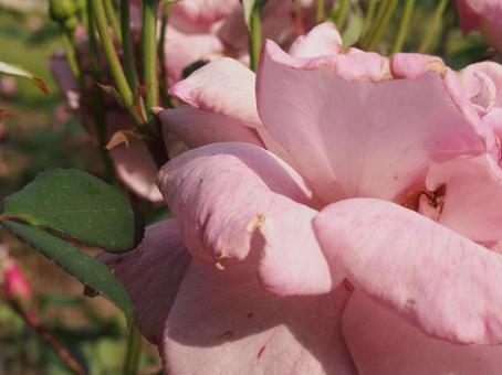 薔薇 薔薇の写真