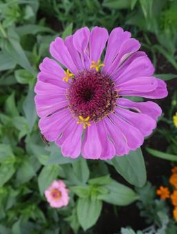 zinnia gorgeous summer purple, JPG