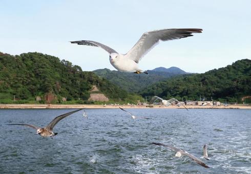 ウミネコ 笹川流れに舞う ウミネコ 笹川流れに舞う ウミネコ,海猫,鳥の写真素材
