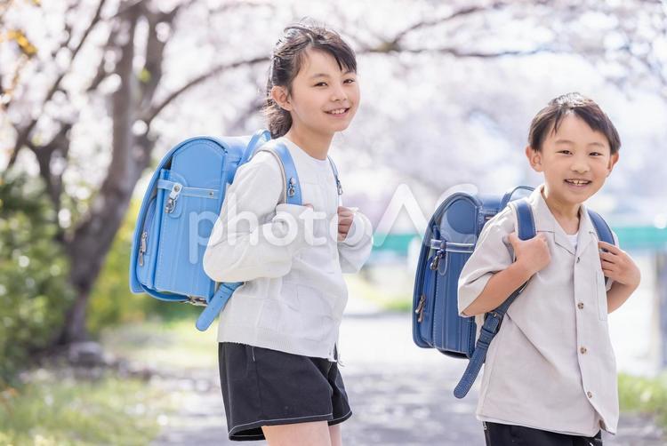 満開の桜とランドセルを背負った小学生 桜,小学生,ランドセルの写真素材