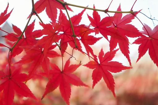 秋のイメージ　紅葉の写真