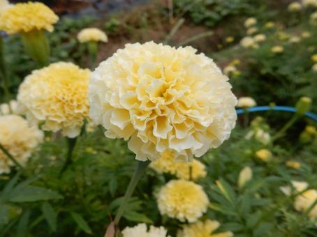 【花の写真】マリーゴールドの写真