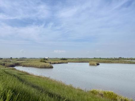揖斐川のヨシ原3 アシ原,ヨシ原,葦の写真素材