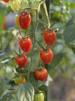 真っ赤に熟れたプチトマト 真っ赤に熟れたプチトマト トマト,野菜,夏の写真素材