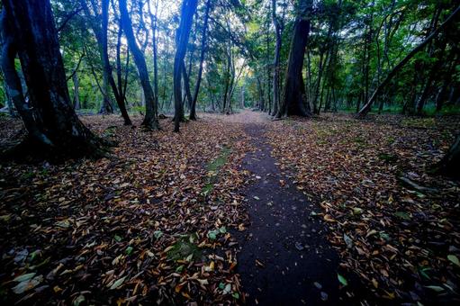 雑木林の秋の写真