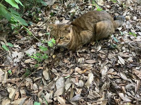 野良猫（香箱座り） 野良猫,香箱座り,動物の写真素材