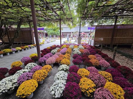 菊まつり 菊まつり,笠間稲荷,菊の写真素材