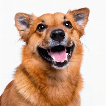 笑っている犬 笑っている犬の写真