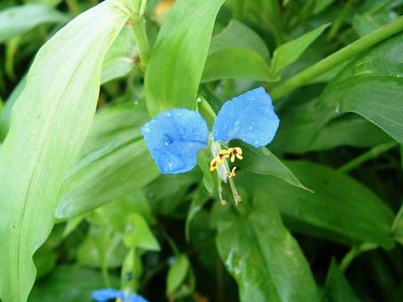 Tsuyuksa, flower, natural, green, JPG