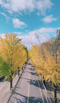 青空に映えるイチョウ並木 秋,秋晴れ,秋空の写真素材