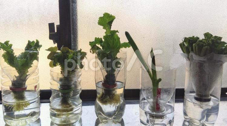 節約！食べた後に水耕栽培 水耕栽培,節約,素材の写真素材