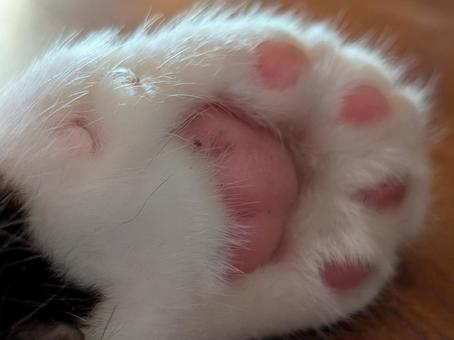 ねこ 肉球 モフモフ ねこ 肉球 モフモフの写真