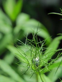 ニゲラのつぼみ ニゲラのつぼみの写真