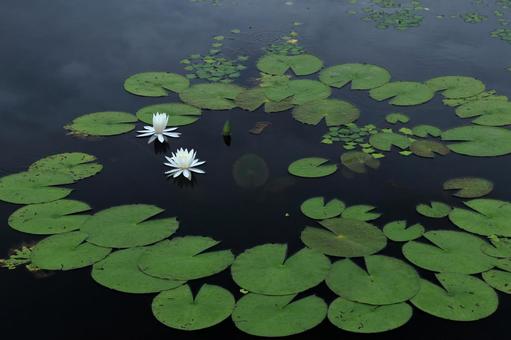 Photo, water lily, spring, natural, 