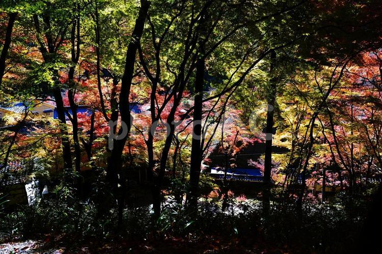 色づく木々と屋根 紅葉,秋,11月の写真素材