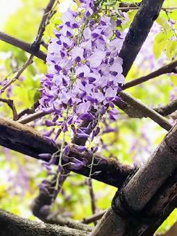 Photo, rattan, wisteria trellis, purple, 