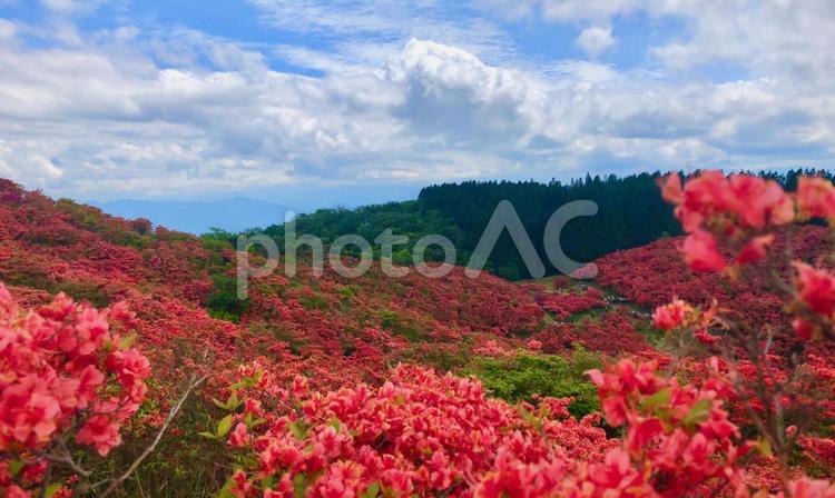 ツツジと大和葛城山からの眺め_4 ツツジ,葛城山,大和葛城山の写真素材