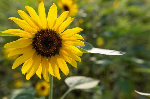 ひまわり一輪のクローズアップ_左 ひまわり一輪のクローズアップ_左 ひまわり,花,夏の写真素材