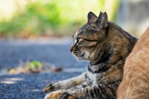 猫(240) 猫(240) 猫,食肉目,ネコ科の写真素材