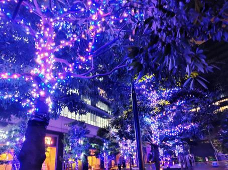 夜空に輝くイルミネーション 夜空に輝くイルミネーション 街路樹,カラフル,冬休みの写真素材