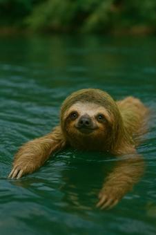 川を泳ぐナマケモノの写真