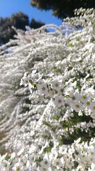 照片, 绣线, 白花, 小花, 