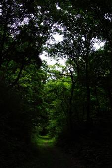 森の小道 森の小道の写真