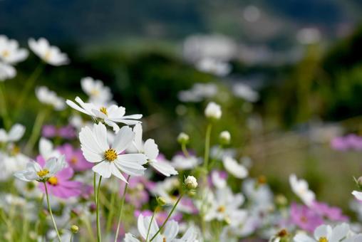 秋晴れに咲くコスモスの花畑 秋晴れに咲くコスモスの花畑 コスモス,花畑,ピンクの写真素材
