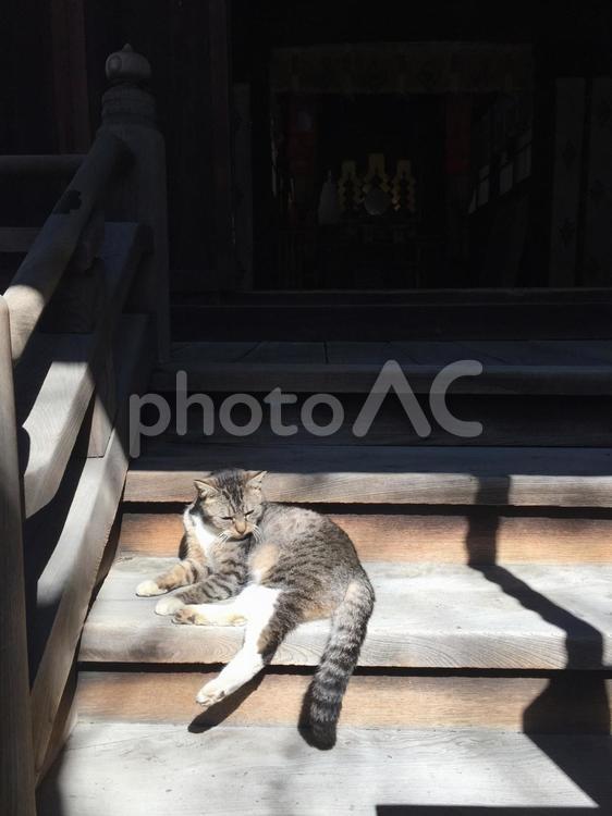 神社と猫1 お昼寝,ペット,動物の写真素材