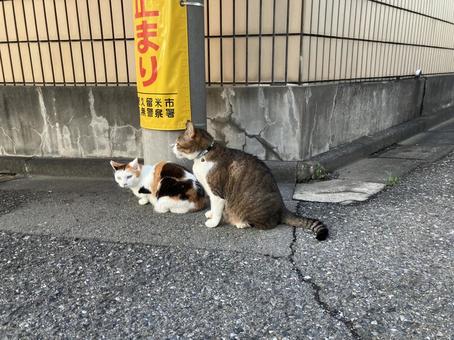 Two cats, JPG Two cats, JPG