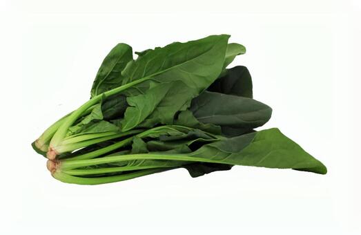 ほうれん草03 ほうれん草,ベランダ,土壌栽培の写真素材