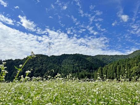 蕎麦畑の風景 蕎麦畑の風景 そばの花,蕎麦,秋そばの写真素材