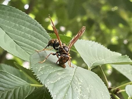 Photo, asianigakubi, a hornet, bee, 