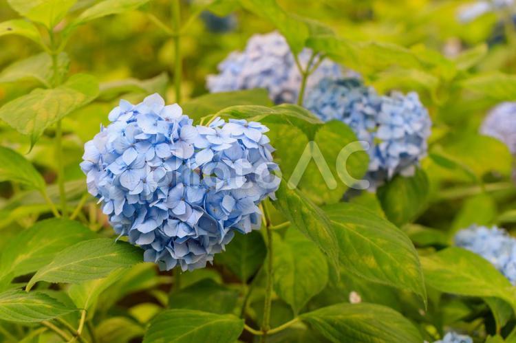 ハート形の青いあじさい あじさい,ハート形,ハートの写真素材